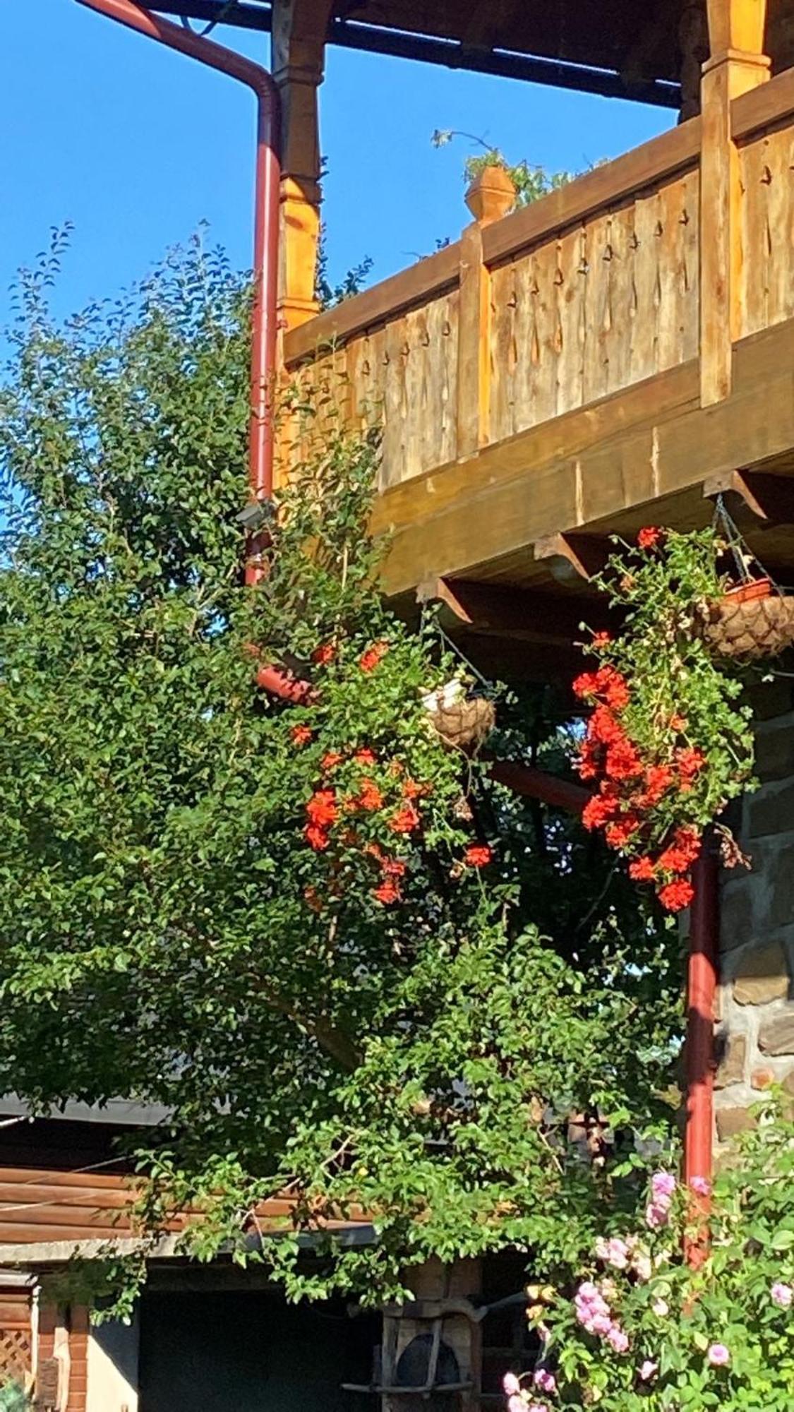 Pensiune Pastravarie La Pintea Haiducu Deseşti Exterior foto